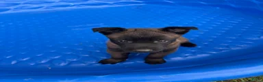 Belgian Malinois 2