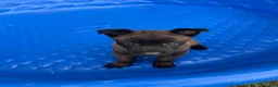 Belgian Malinois dogs for sale: Belgian Malinois 2 - Ad 1