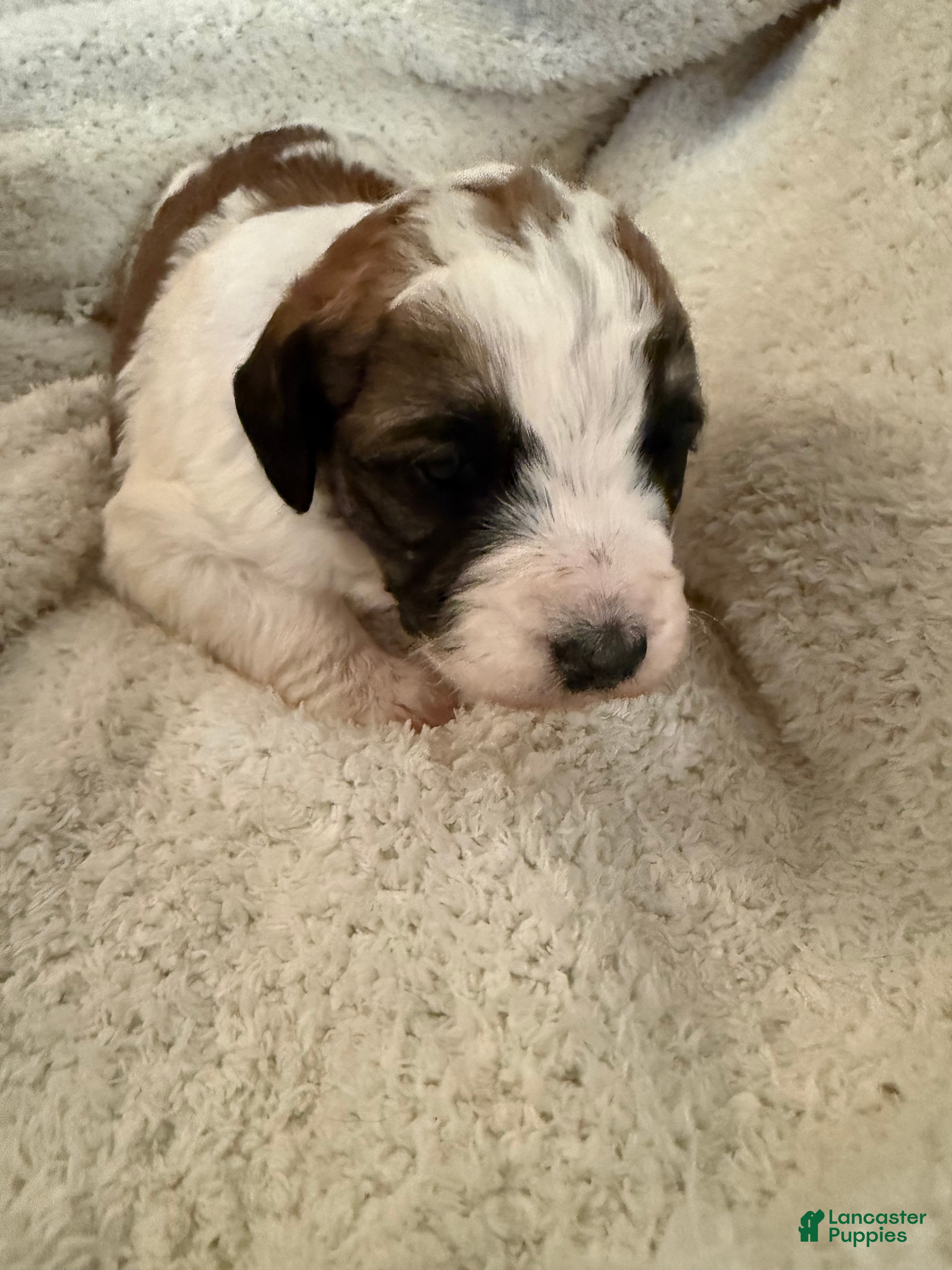 Mixed Breed dogs Sandy - Ad 33