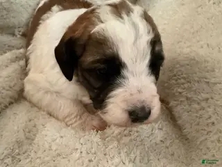 Mixed Breed dogs Sandy - Ad 33