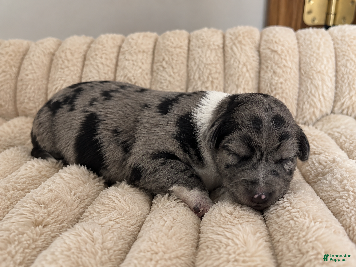 Mixed Breed dogs for sale: Puppy 4 - Ad 3