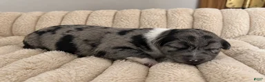Puppy 4
