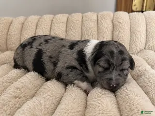 Mixed Breed dogs Puppy 4 - Ad 7