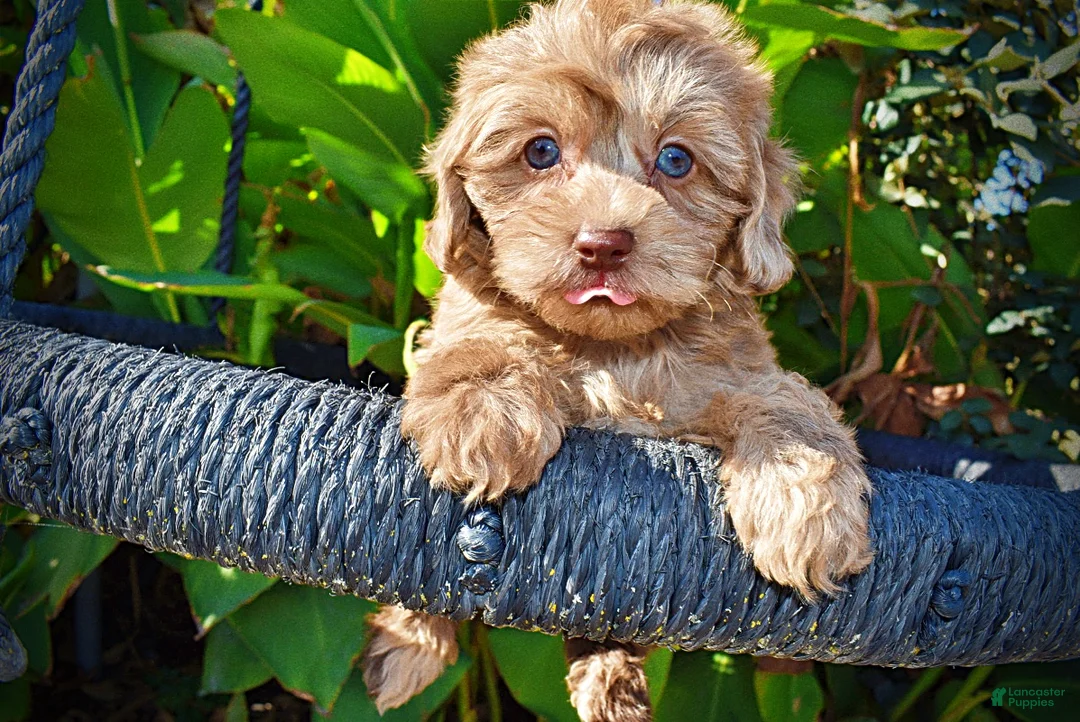Havapoo dogs for sale: Porsha - Ad 2