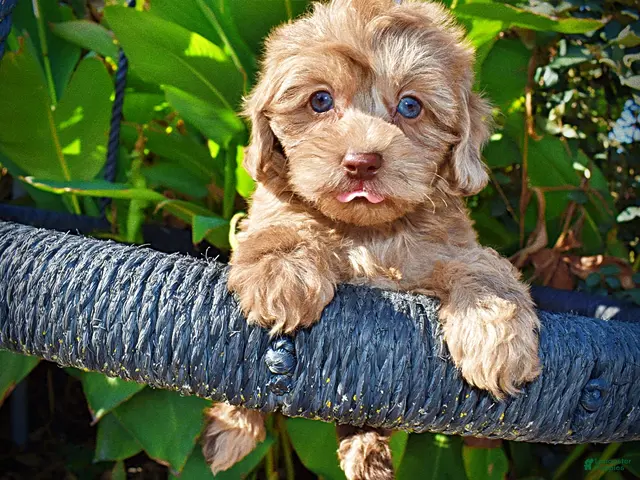 Havapoo dogs for sale: Porsha - Ad 2