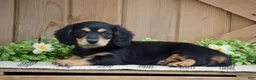 Miniature Dachshund dogs for sale: Lilac - Ad 6