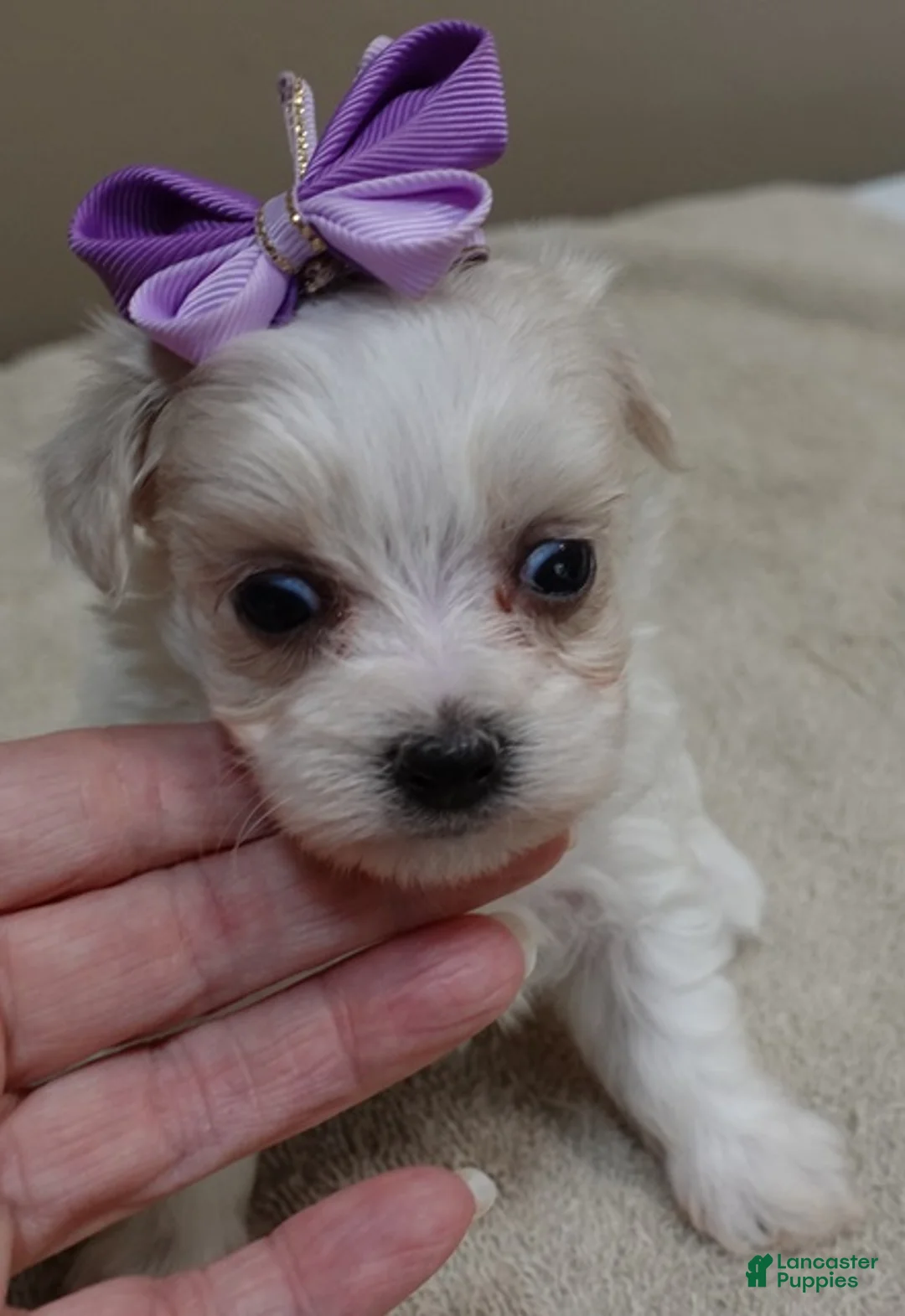 Maltipoo dogs for sale: TEACUP Kali - Ad 2