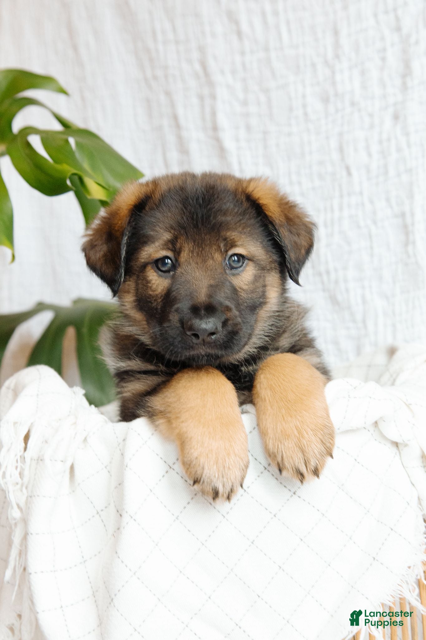 Mixed Breed dogs Nova - Ad 1