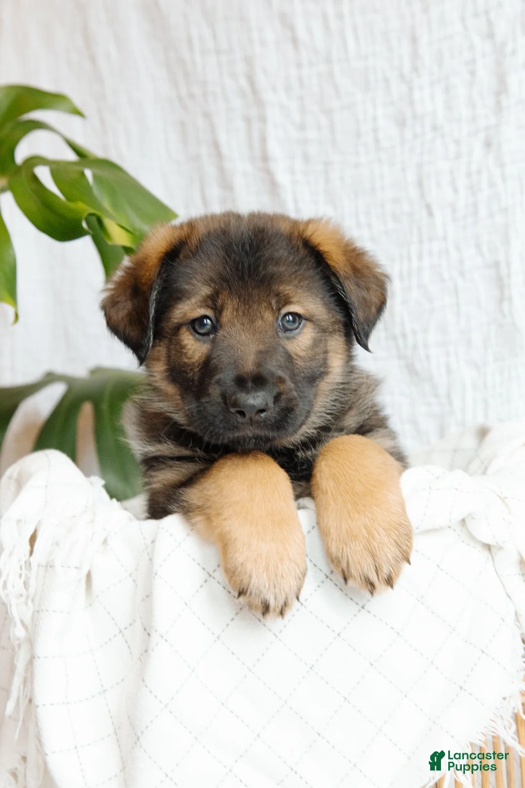 Mixed Breed dogs for sale: Nova - Ad 1