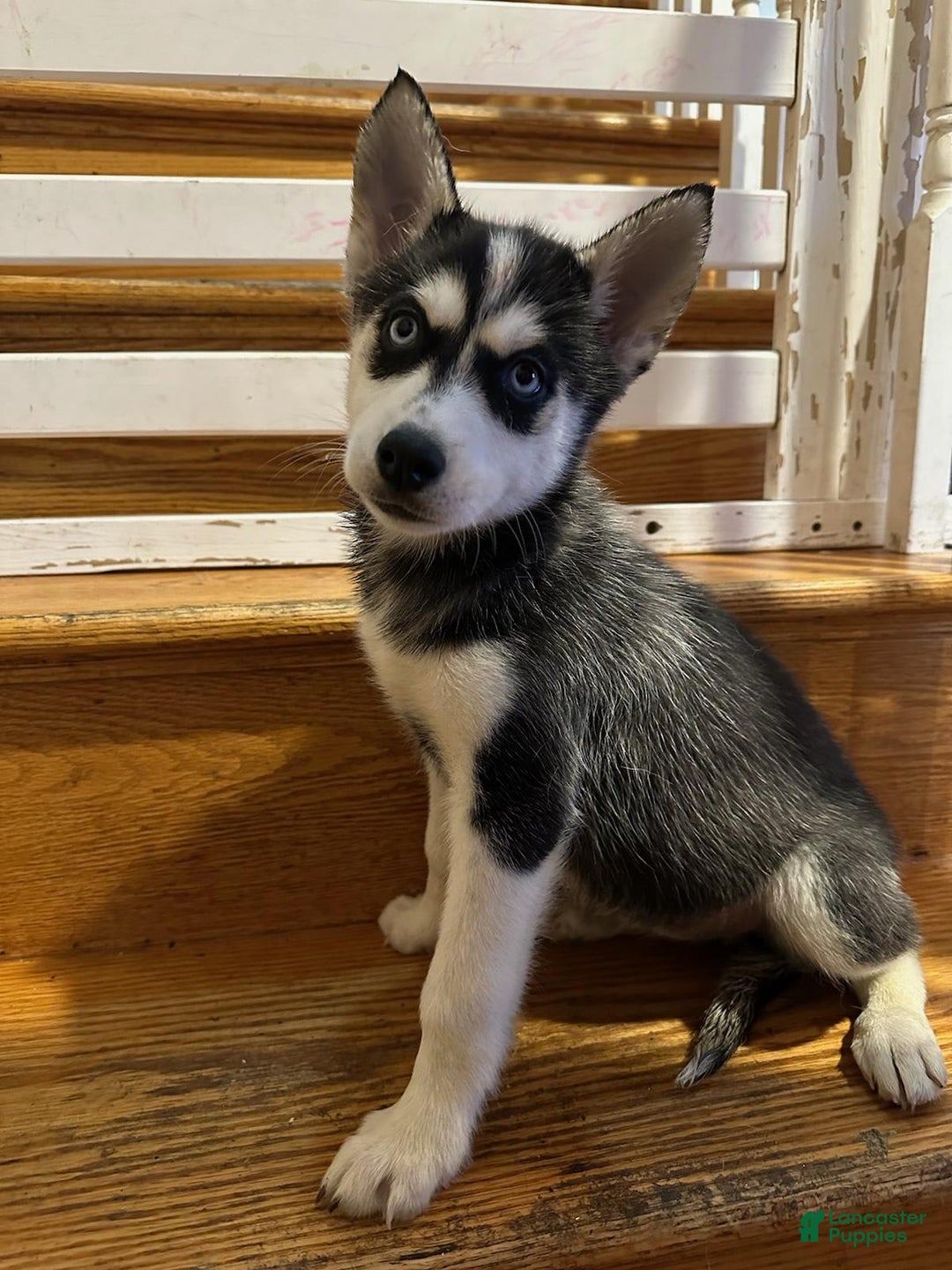 Gallery Image {{count}}