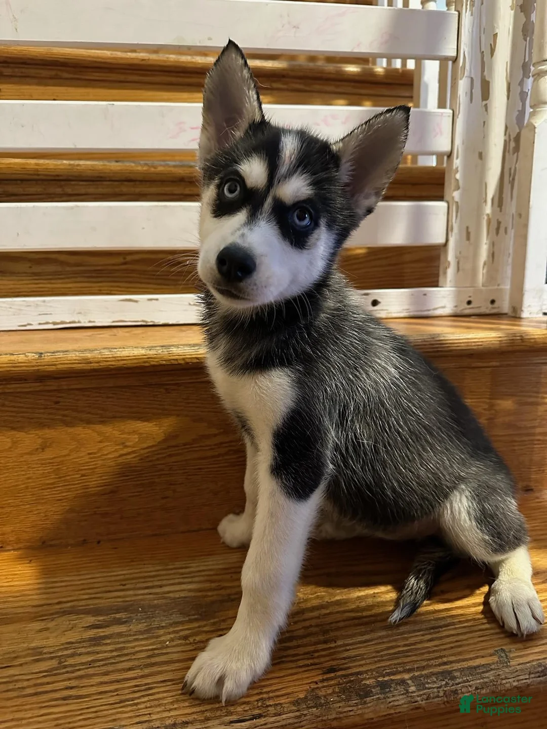 Gallery Image {{count}}