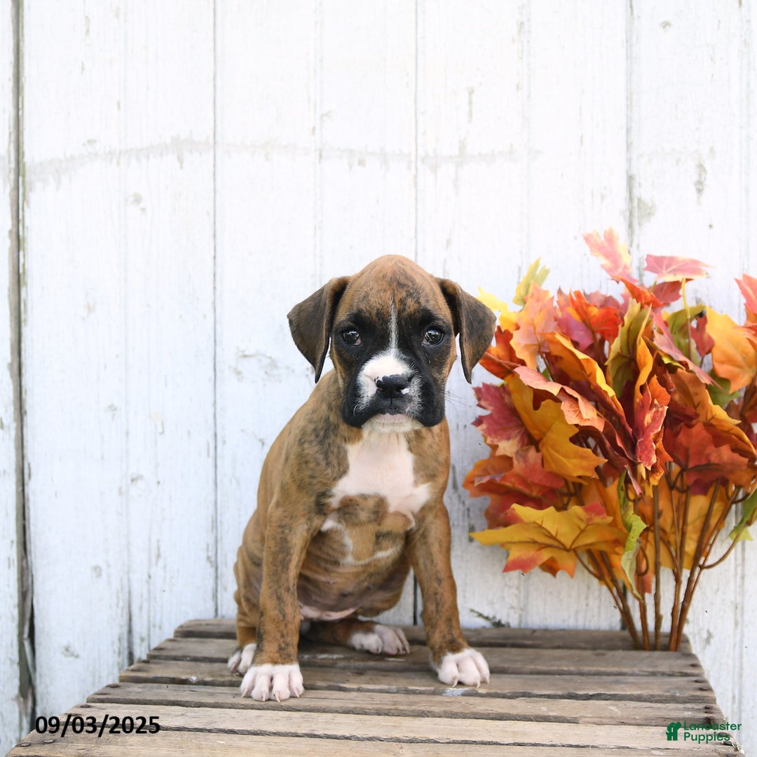 Boxer dogs for sale: Jill - Ad 1