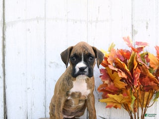 Boxer dogs Jill - Ad 19