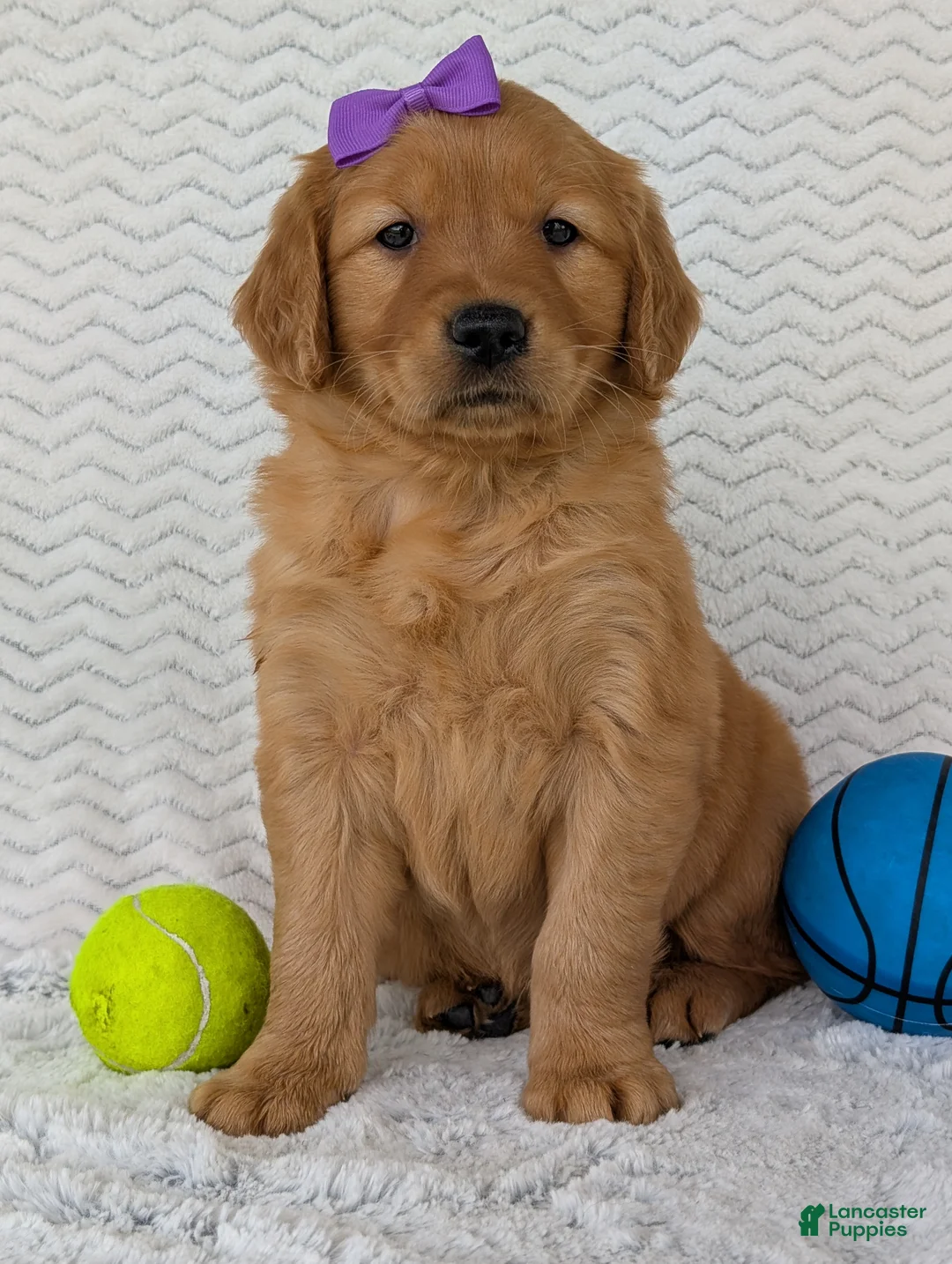 Golden Retriever dogs for sale: Miss Goldie  - Ad 1