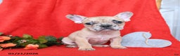 French Bulldog dogs for sale: Dijon - Ad 5