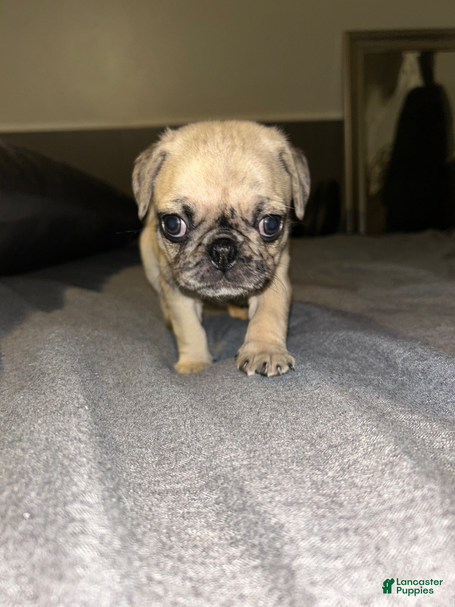 Pug dogs Pug Puppy 1 - Ad 6