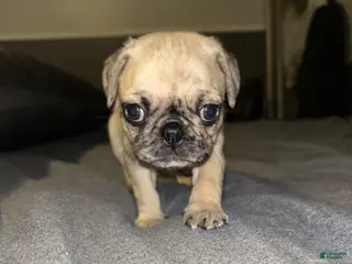Pug dogs Pug Puppy 1 - Ad 6