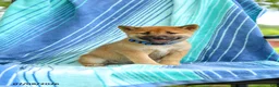 Shiba Inu dogs for sale: Pepper - Ad 1