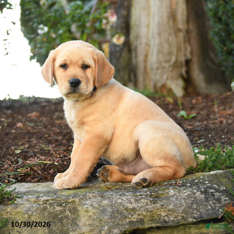 Labrador Retriever dogs for sale: Arthur - Ad 1