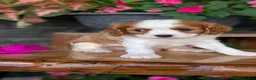 Cavalier King Charles Spaniel dogs for sale: Leo - Ad 7