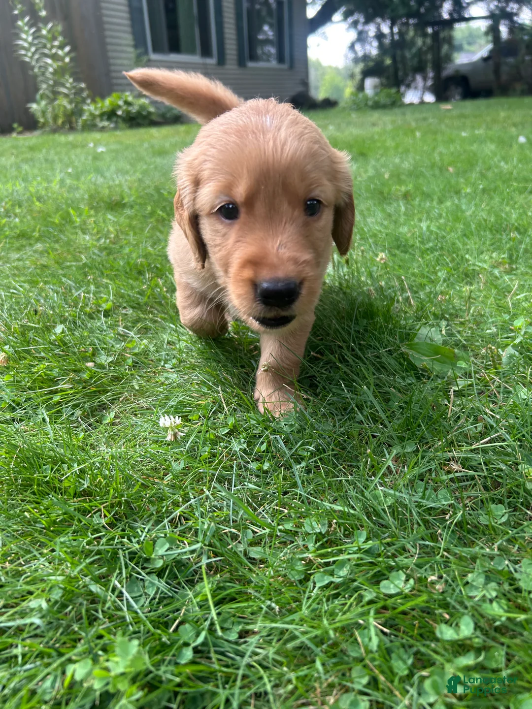 Golden Retriever dogs for sale: Buddy - Ad 2