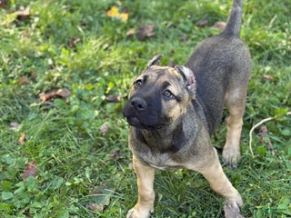 Presa Canario dogs - Ad 3