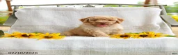 Mini Goldendoodle dogs for sale: Jeremy - Ad 3