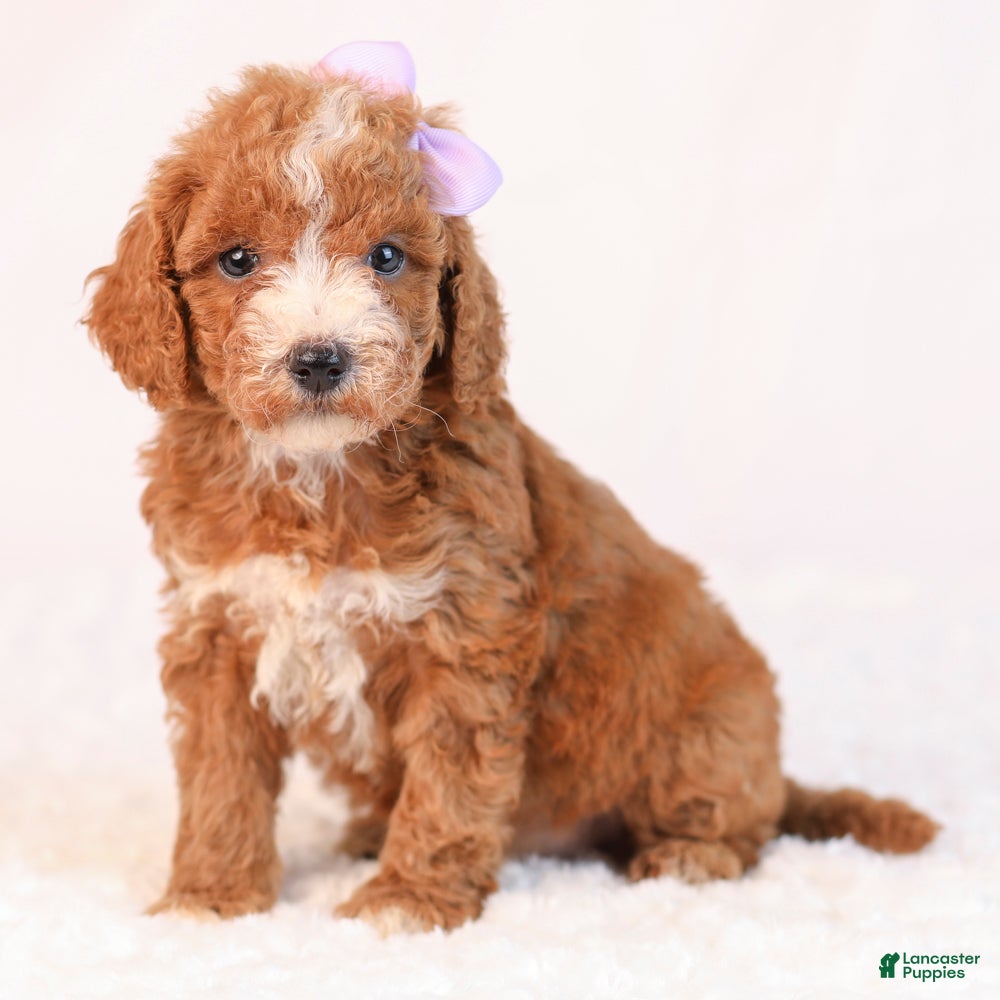 Mini Goldendoodle dogs Kaya - Ad 1