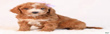 Kaya