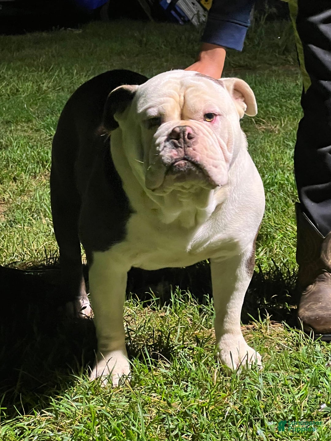 Gallery Image {{count}}