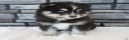 Pomsky dogs for sale: Raven - Ad 2