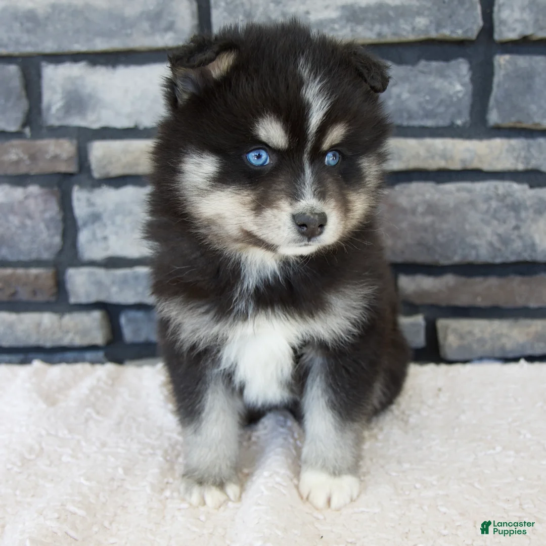 Pomsky dogs for sale: Raven - Ad 2