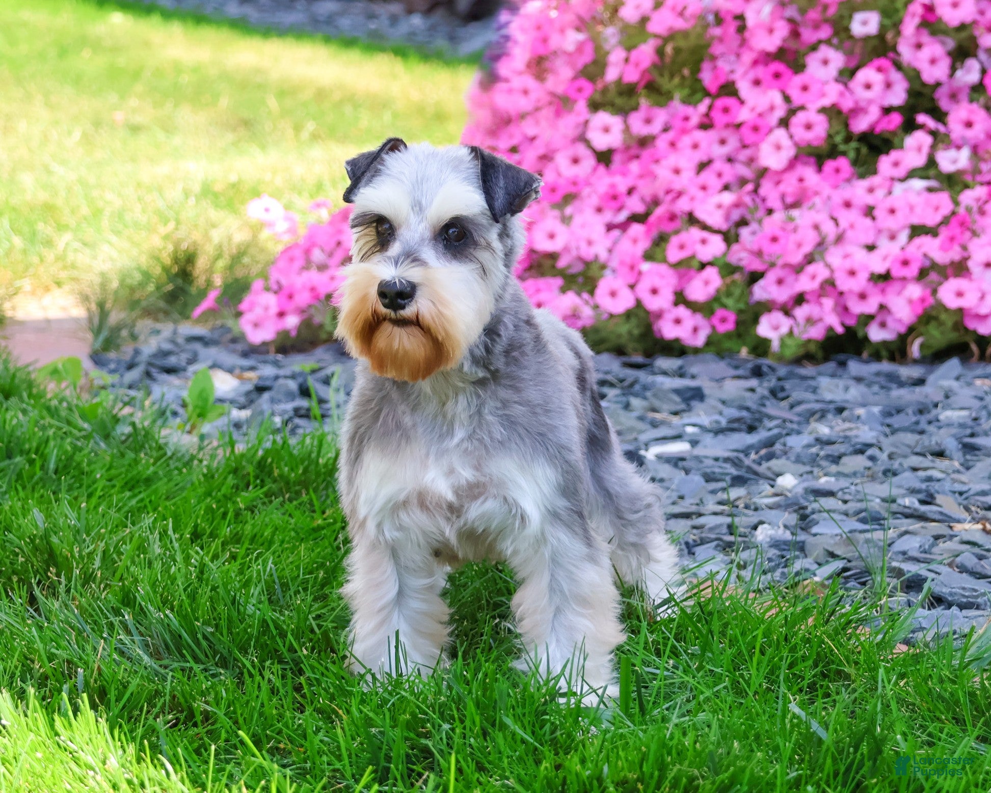 Miniature Schnauzer dogs for sale: Sophie  - Ad 2