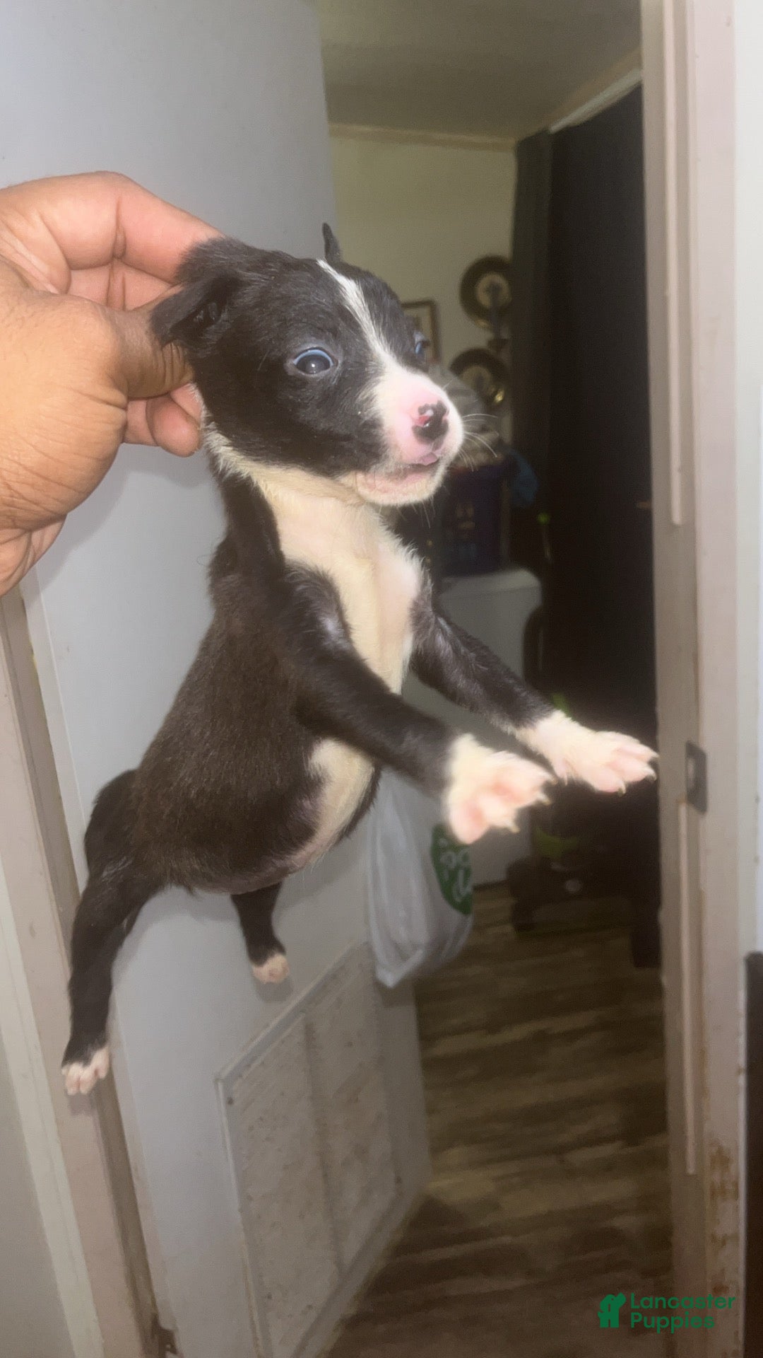 American Pit Bull Terrier dogs American Pit Bull Terrier 2 - Ad 1