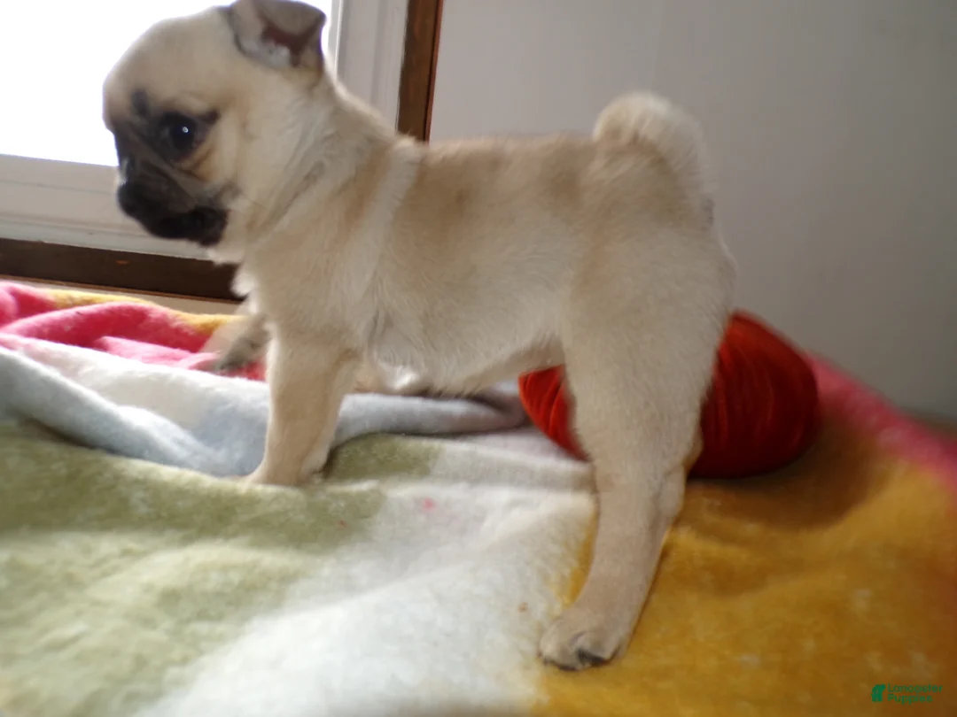 Pug dogs for sale: Pug Puppy 2 Tootsie - Ad 4
