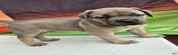 Cane Corso dogs for sale: ZEUS - Ad 9