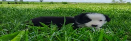 Border Collie dogs for sale: Skipper  - Ad 3
