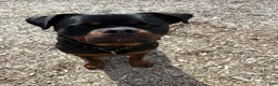 Rottweiler dogs for sale: "GUS" - Ad 2