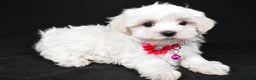 Maltese dogs for sale: Jill - Ad 6