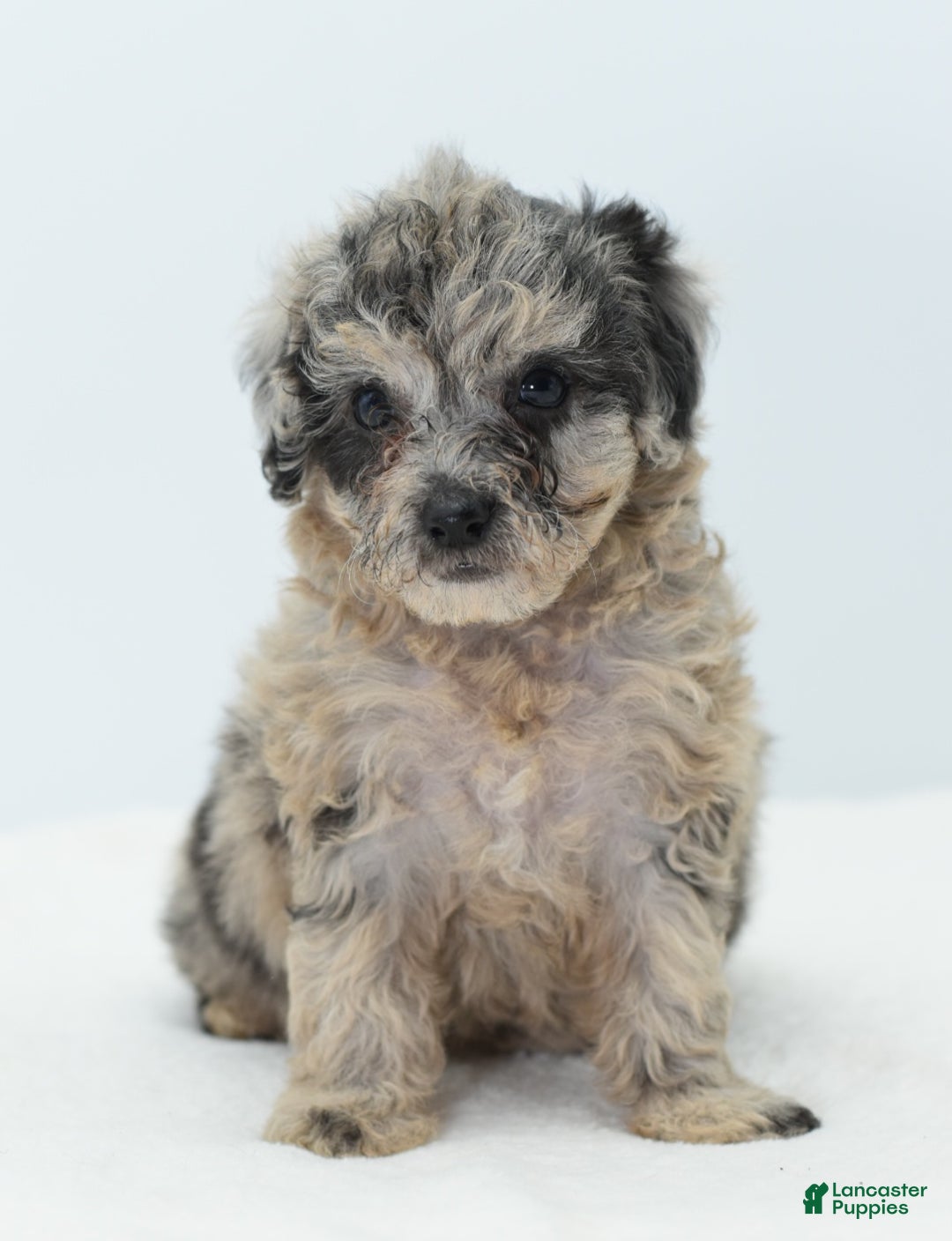 Toy Poodle dogs for sale: Blue merle female toy poodle  - Ad 2