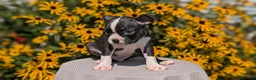 Boston Terrier dogs for sale: Tripp - Ad 3