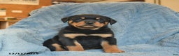 Rottweiler dogs for sale: Roger  - Ad 1