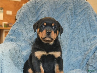 Rottweiler dogs Roger - Ad 9