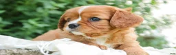 Cavalier King Charles Spaniel dogs for sale: Grace Cavalier King Charles Spaniel  - Ad 3