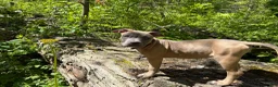 American Bully dogs for sale: American Bully 1 - Ad 2