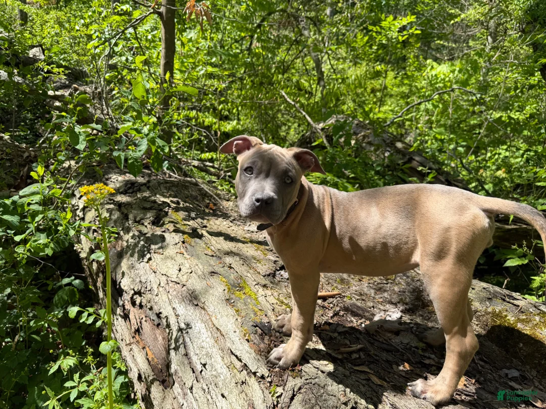 American Bully dogs for sale: American Bully 1 - Ad 2