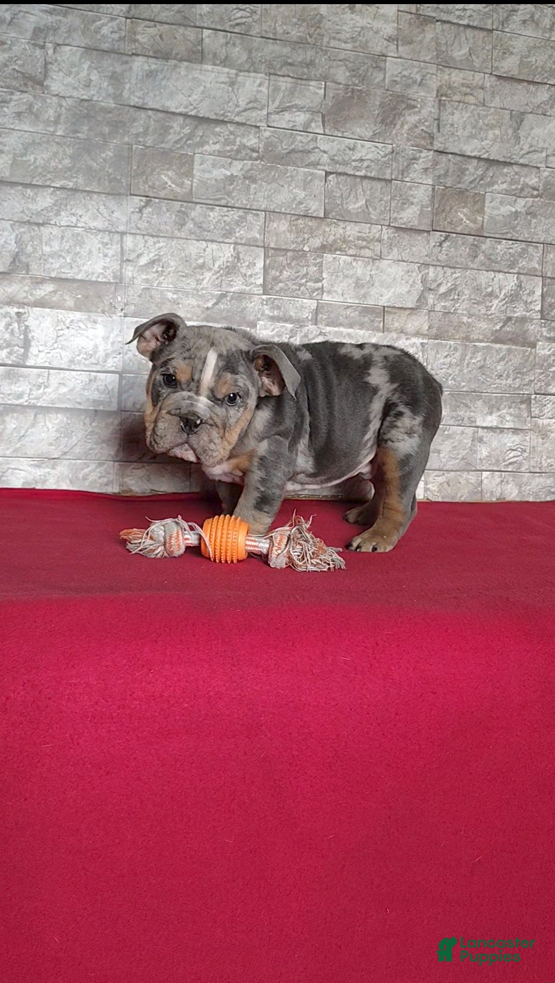 English Bulldog dogs for sale: Romeo - Ad 3