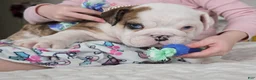 English Bulldog dogs for sale: Major - Ad 3