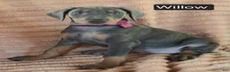 Doberman Pinscher dogs for sale: Willow - Ad 5