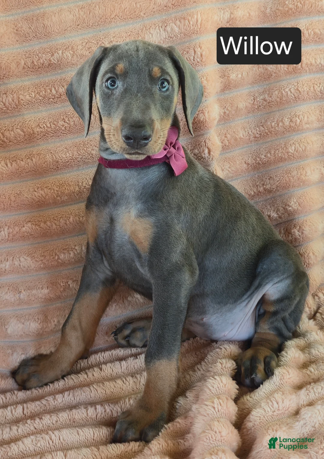 Doberman Pinscher dogs for sale: Willow - Ad 5
